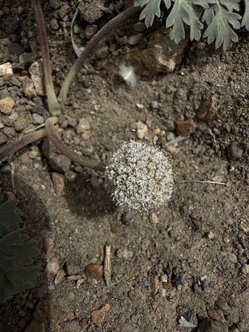 Globe Springparsley photo 3