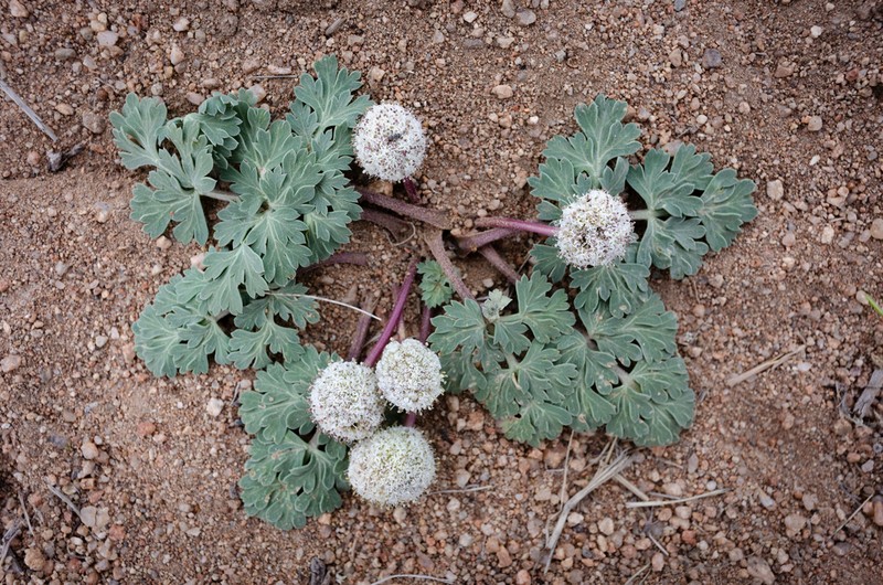 Globe Springparsley photo 6