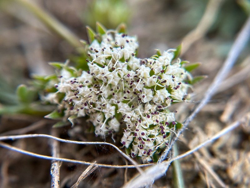 Plains Springparsley