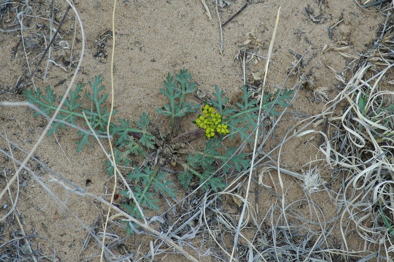 Plains Springparsley photo 2