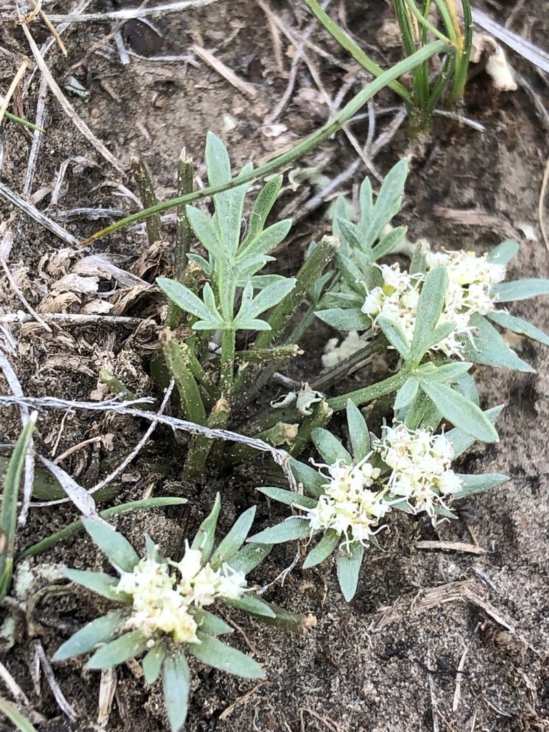 Plains Springparsley photo 3