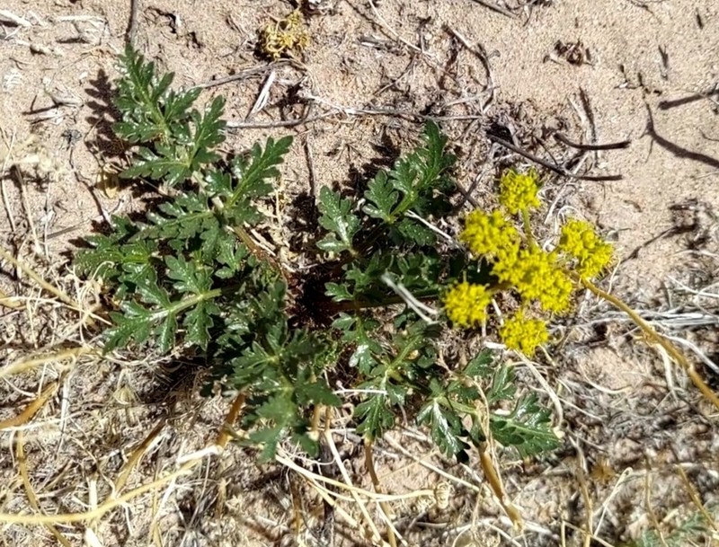 Plains Springparsley photo 4