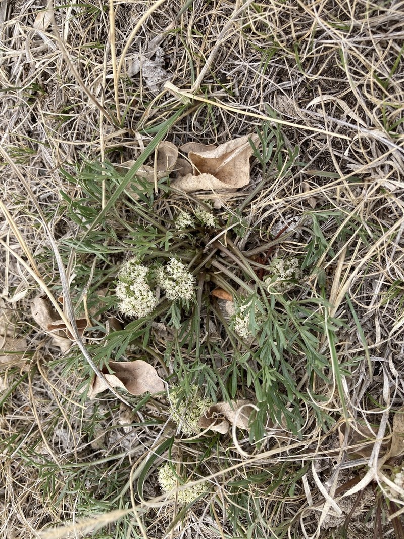Plains Springparsley photo 5