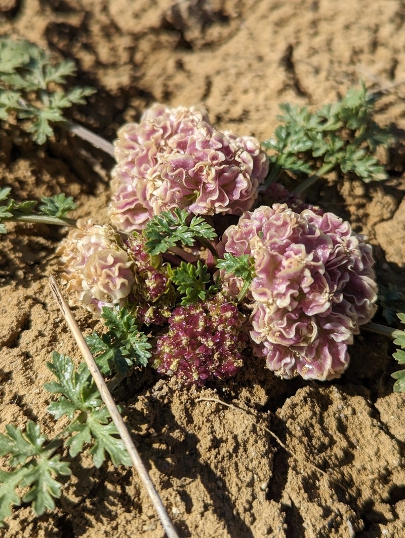 Plains Springparsley photo 6