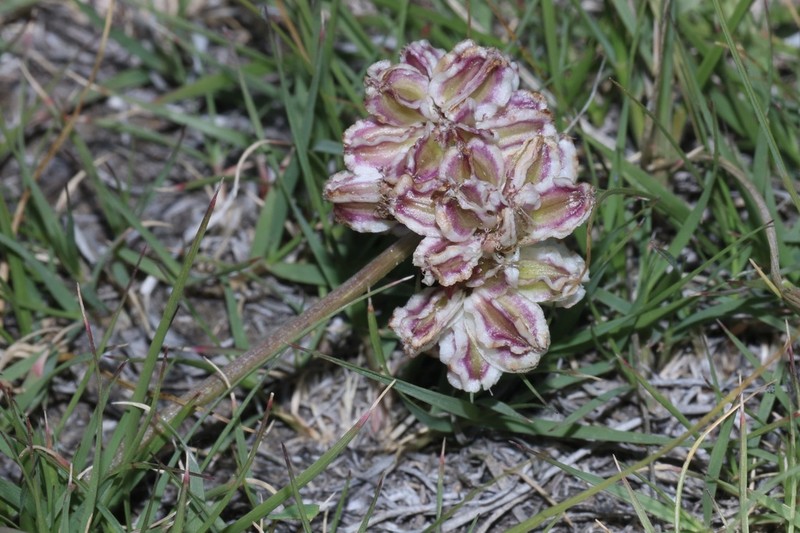 Plains Springparsley photo 7