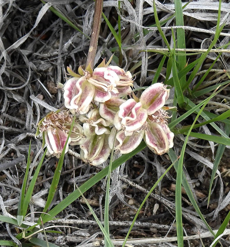 Plains Springparsley photo 8