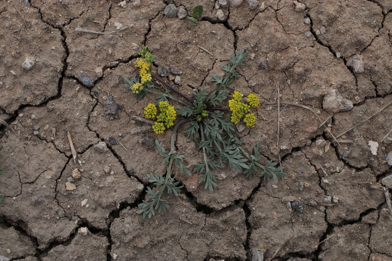 Adobe Desertparsley