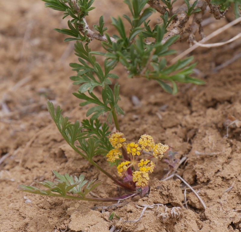 Adobe Desertparsley photo 2