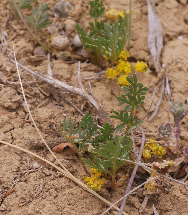 Adobe Desertparsley photo 3