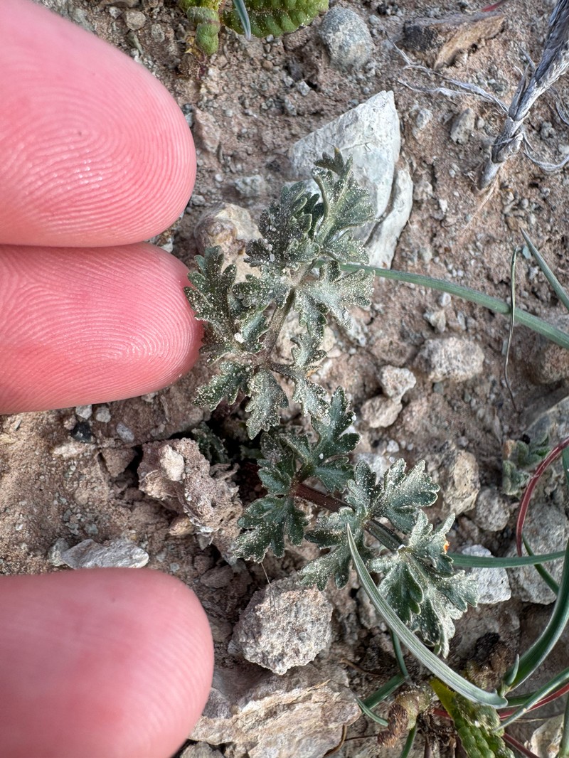 Cymopterus glomeratus var. fendleri