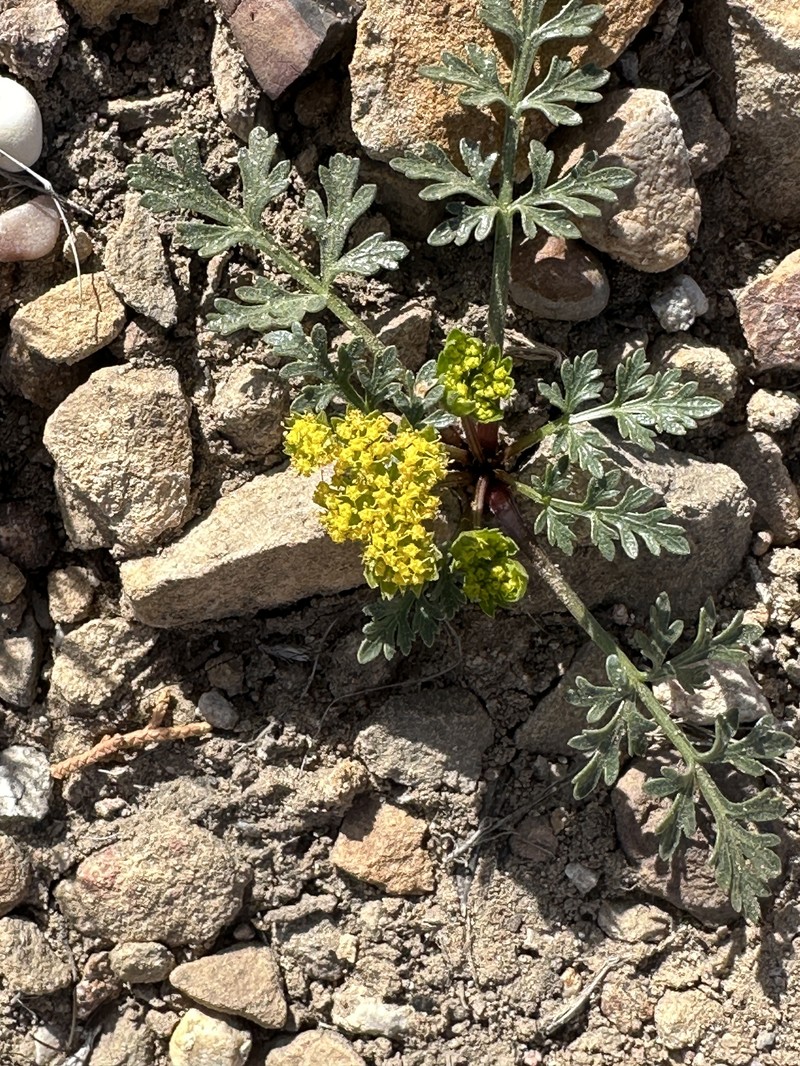 Cymopterus glomeratus var. fendleri photo 2