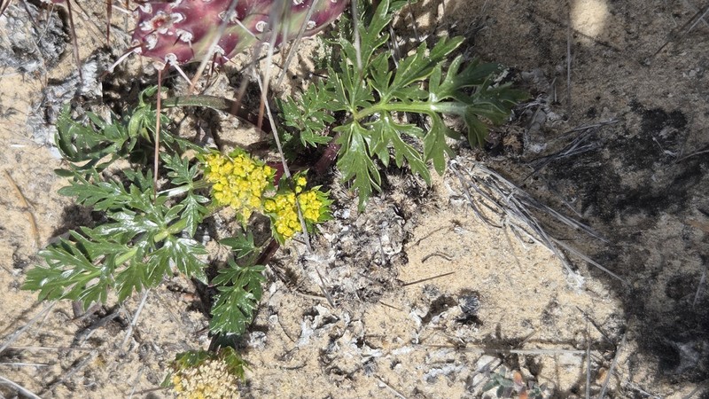 Cymopterus glomeratus var. fendleri photo 3