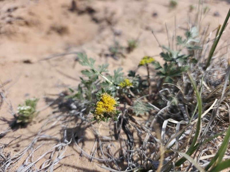Cymopterus glomeratus var. fendleri photo 4