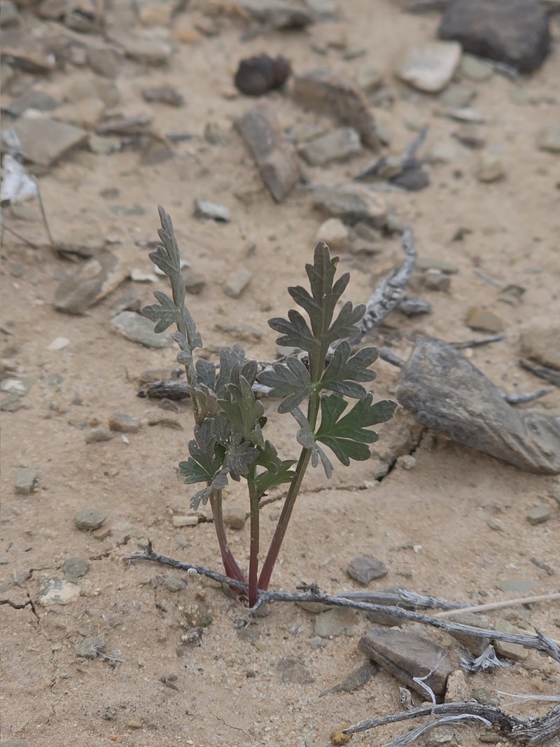 Cymopterus glomeratus var. fendleri photo 5