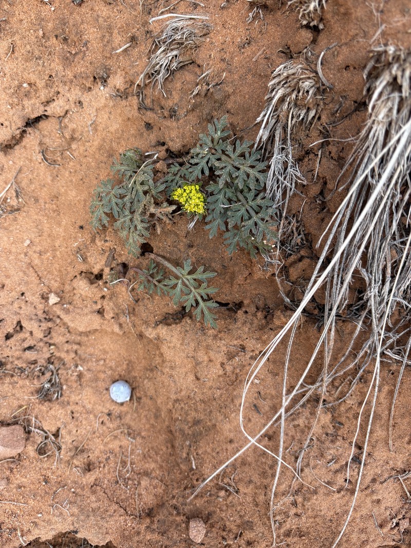 Cymopterus glomeratus var. fendleri photo 6