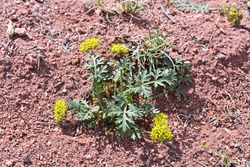 Cymopterus glomeratus var. fendleri photo 7