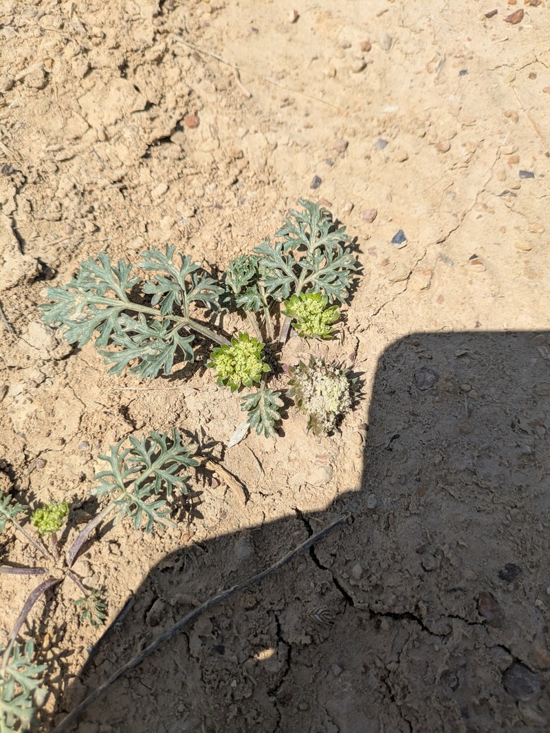 Cymopterus glomeratus var. fendleri photo 8