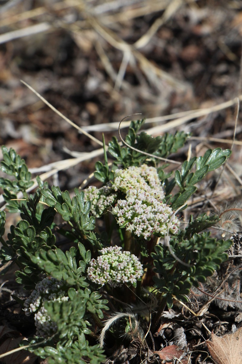 Cymopterus glomeratus var. glomeratus