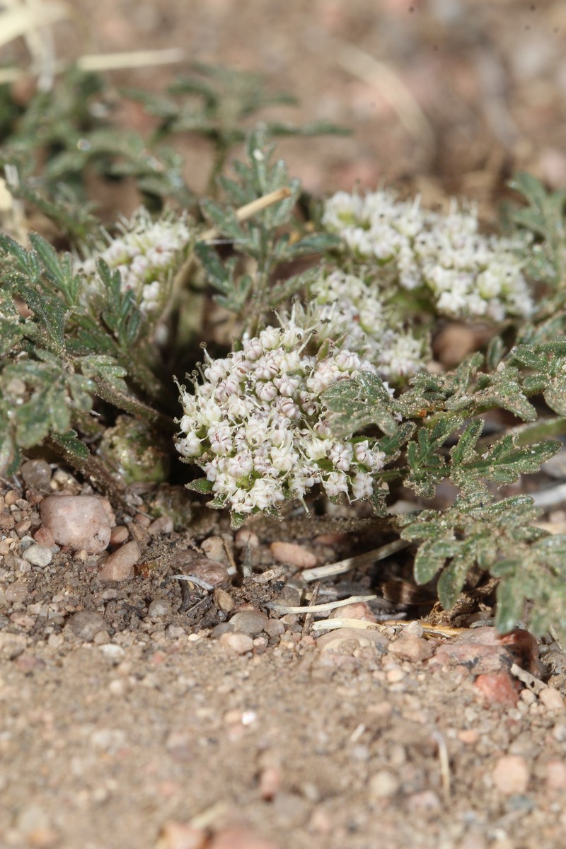 Cymopterus glomeratus var. glomeratus photo 2