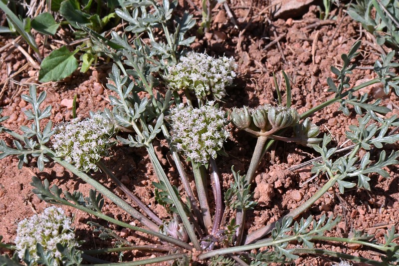 Cymopterus glomeratus var. glomeratus photo 4