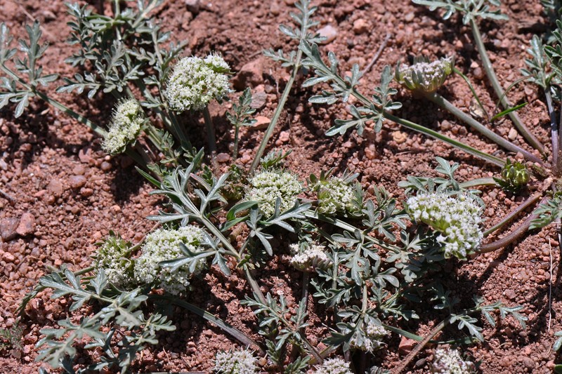 Cymopterus glomeratus var. glomeratus photo 5
