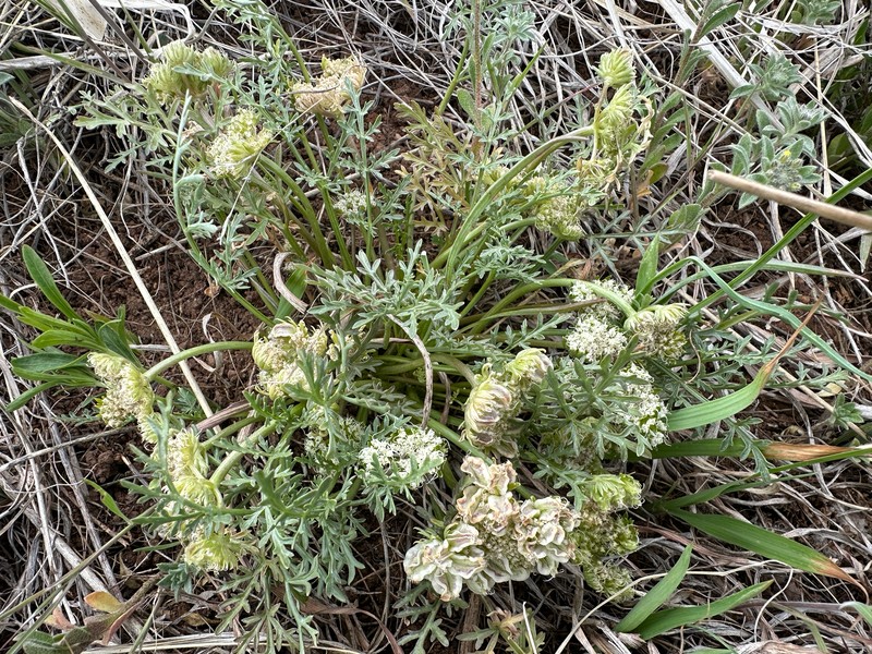 Cymopterus glomeratus var. glomeratus photo 6