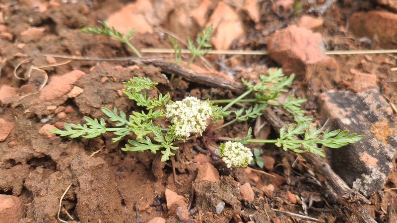 Cymopterus glomeratus var. glomeratus photo 7