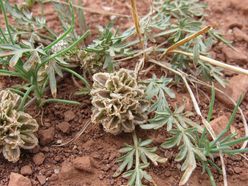 Cymopterus glomeratus var. glomeratus photo 8