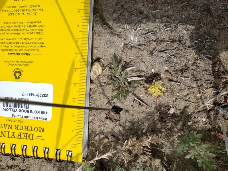 Cymopterus glomeratus var. greeleyorum