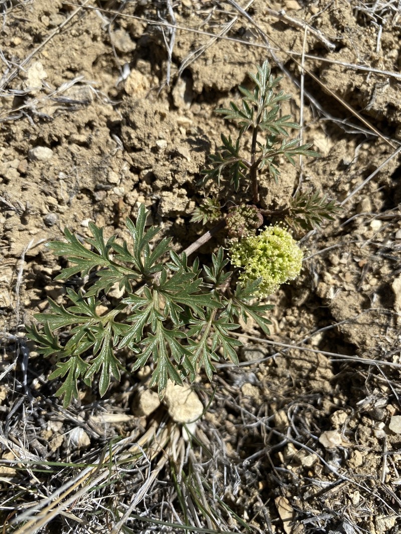 Cymopterus glomeratus var. greeleyorum photo 2