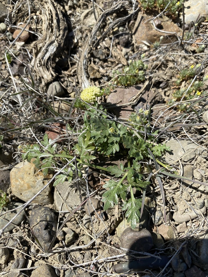 Cymopterus glomeratus var. greeleyorum photo 3