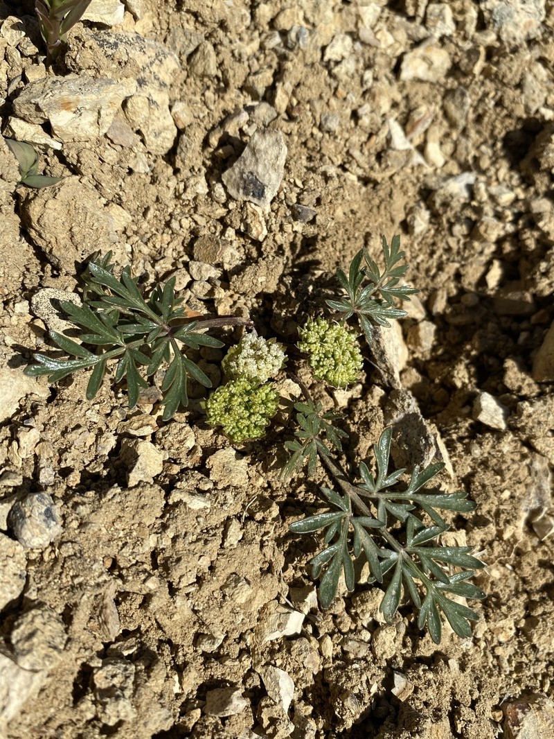 Cymopterus glomeratus var. greeleyorum photo 4