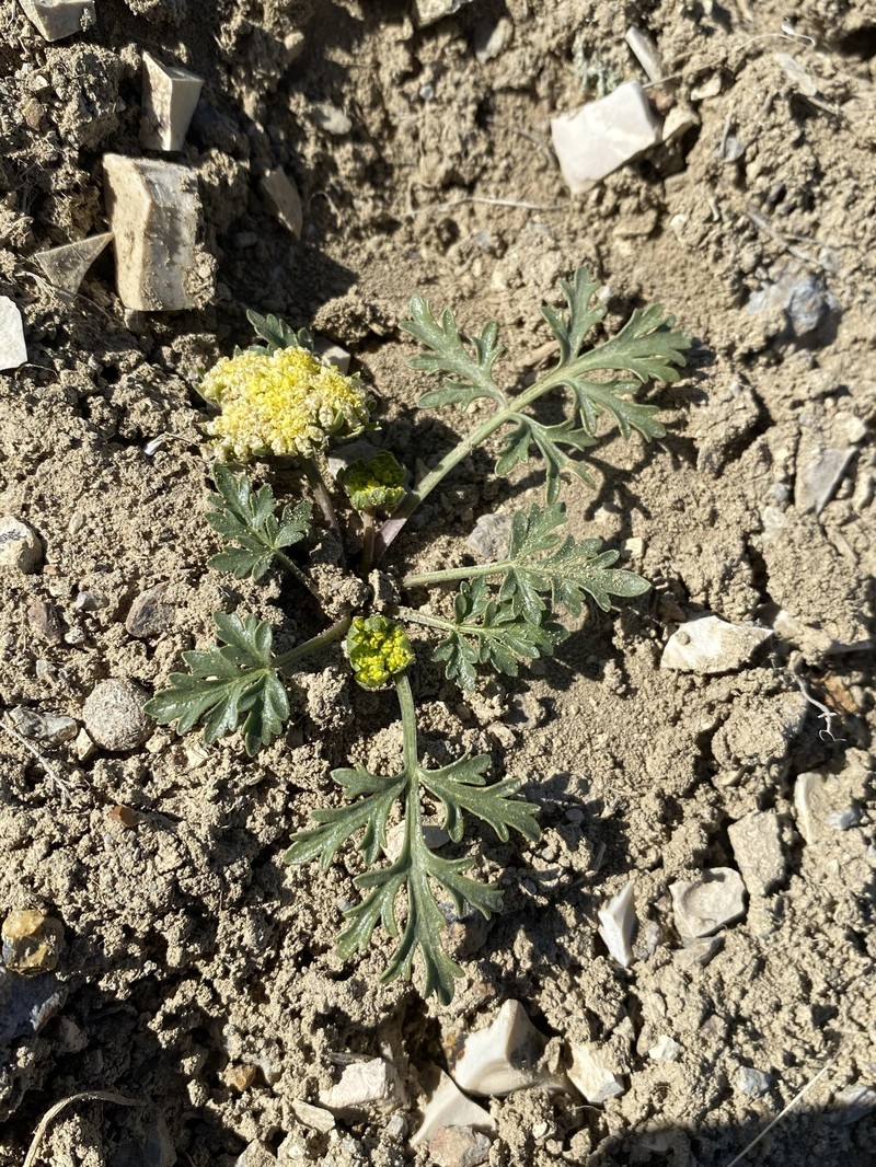 Cymopterus glomeratus var. greeleyorum photo 5