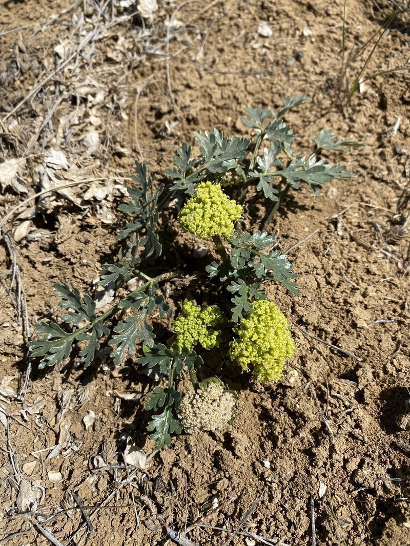 Cymopterus glomeratus var. greeleyorum photo 6