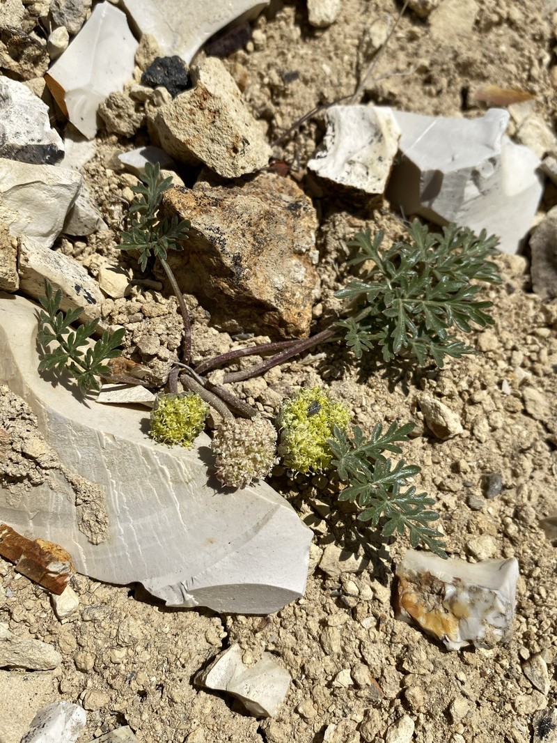 Cymopterus glomeratus var. greeleyorum photo 7