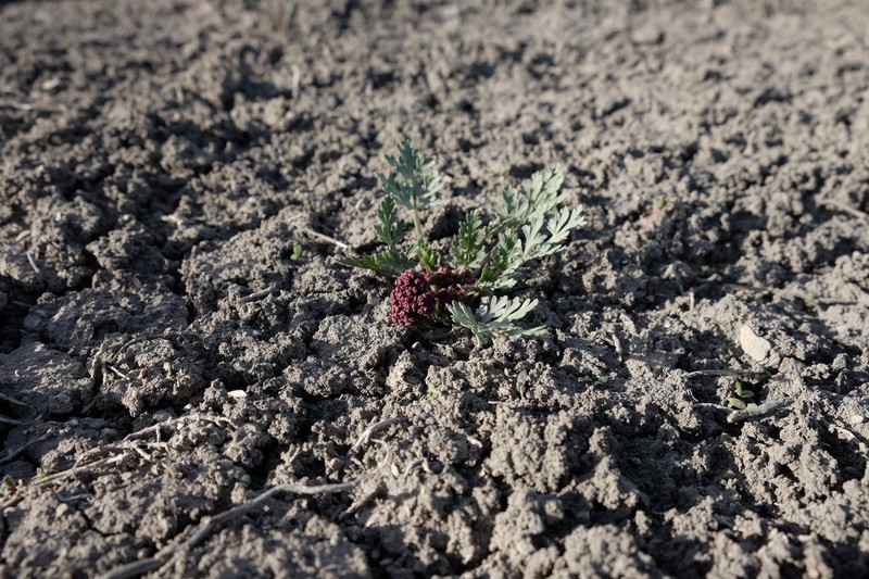 Cymopterus glomeratus var. higginsii