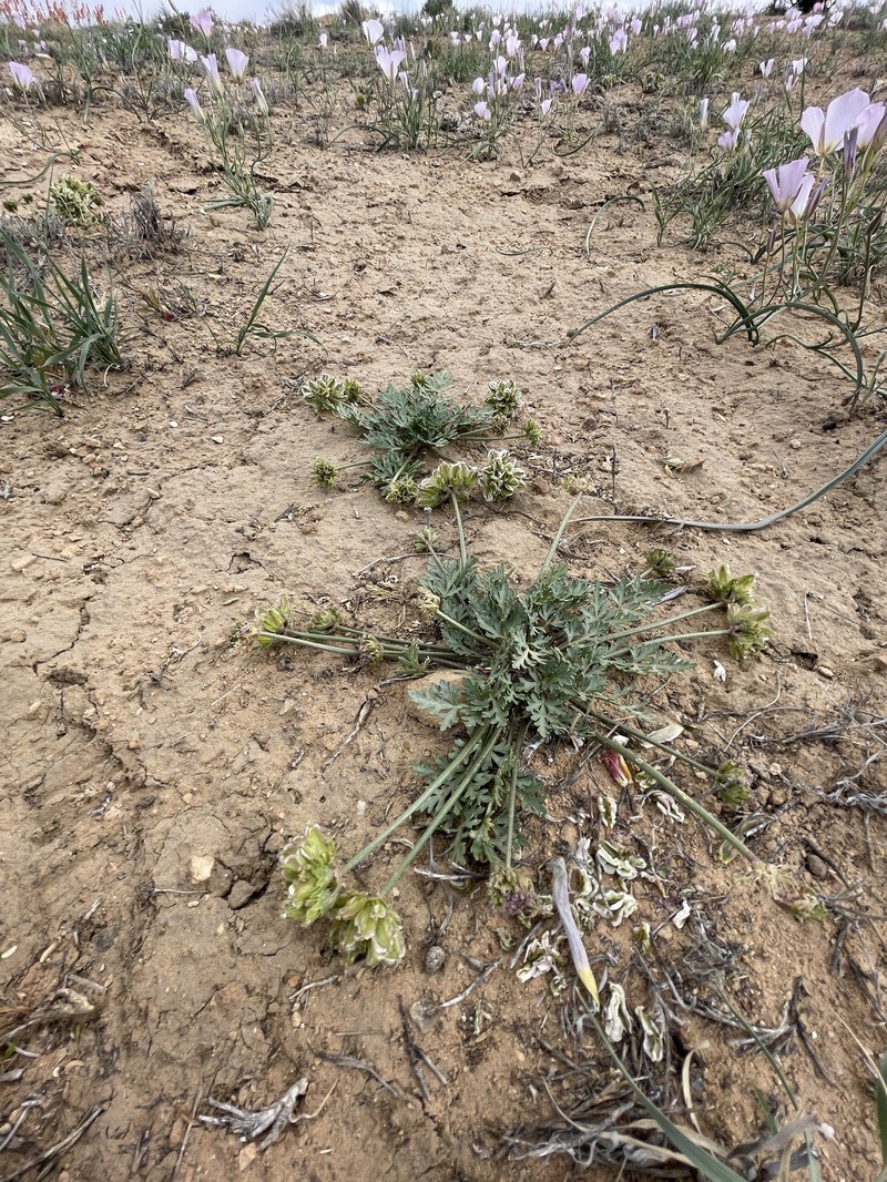 Cymopterus glomeratus var. higginsii photo 2