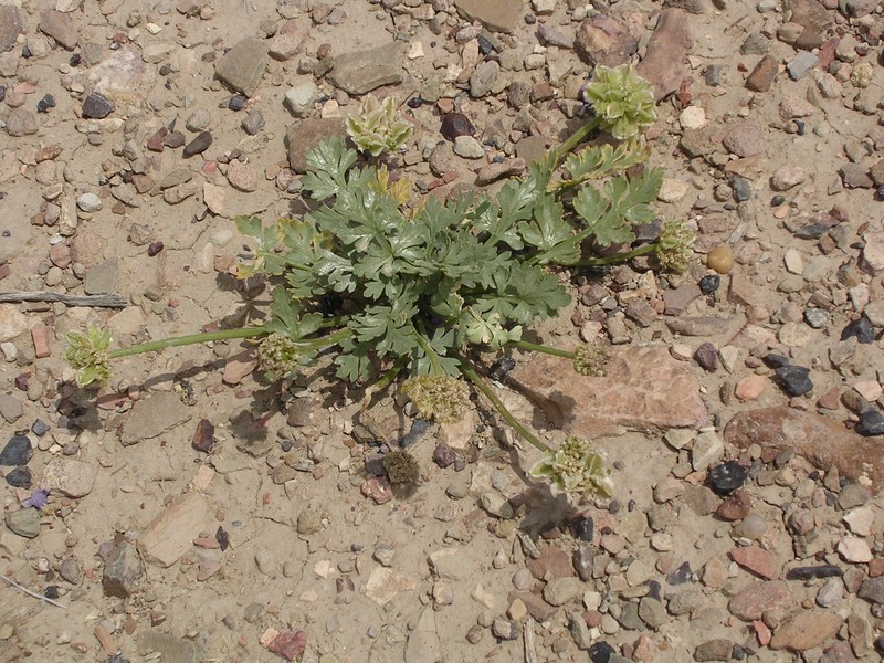 Cymopterus glomeratus var. higginsii photo 3