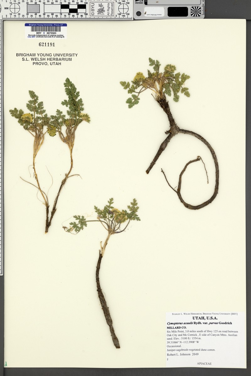 Cymopterus glomeratus var. parvus