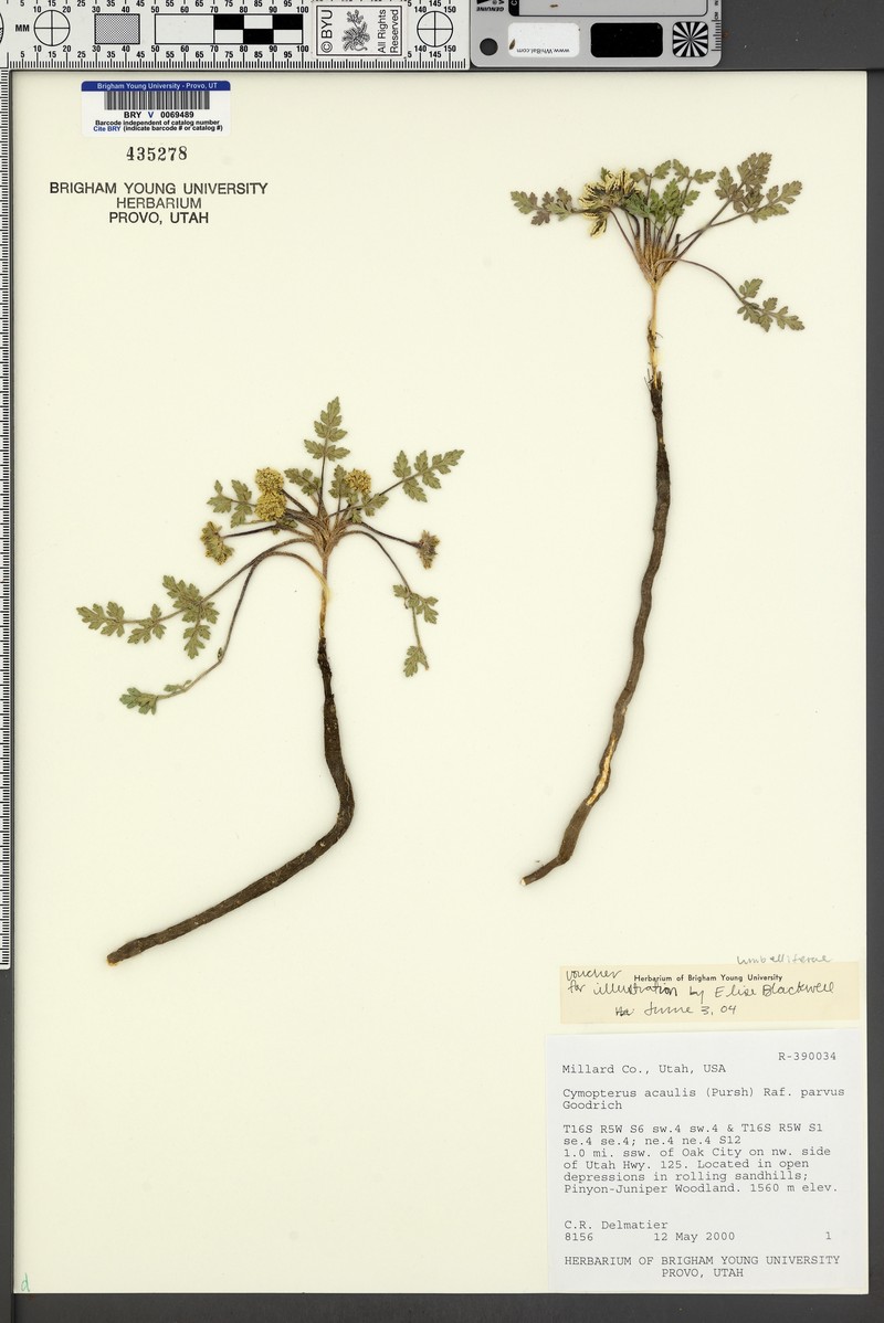 Cymopterus glomeratus var. parvus photo 2