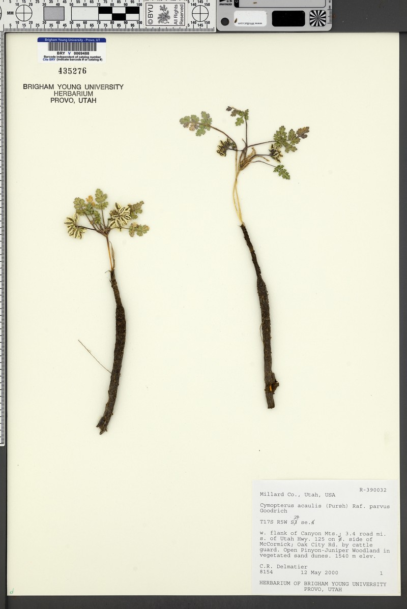 Cymopterus glomeratus var. parvus photo 3