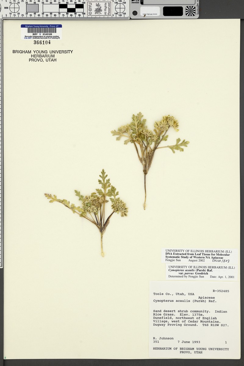 Cymopterus glomeratus var. parvus photo 4