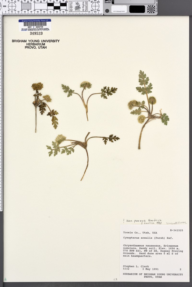 Cymopterus glomeratus var. parvus photo 5