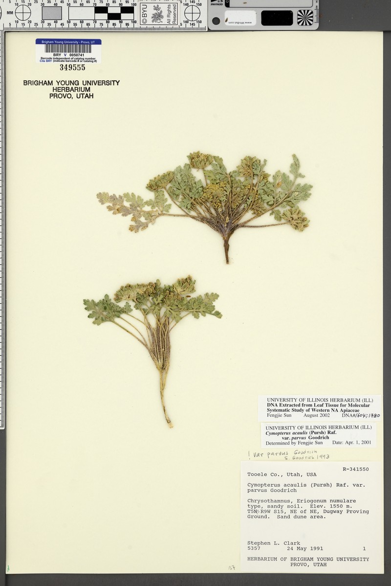 Cymopterus glomeratus var. parvus photo 6
