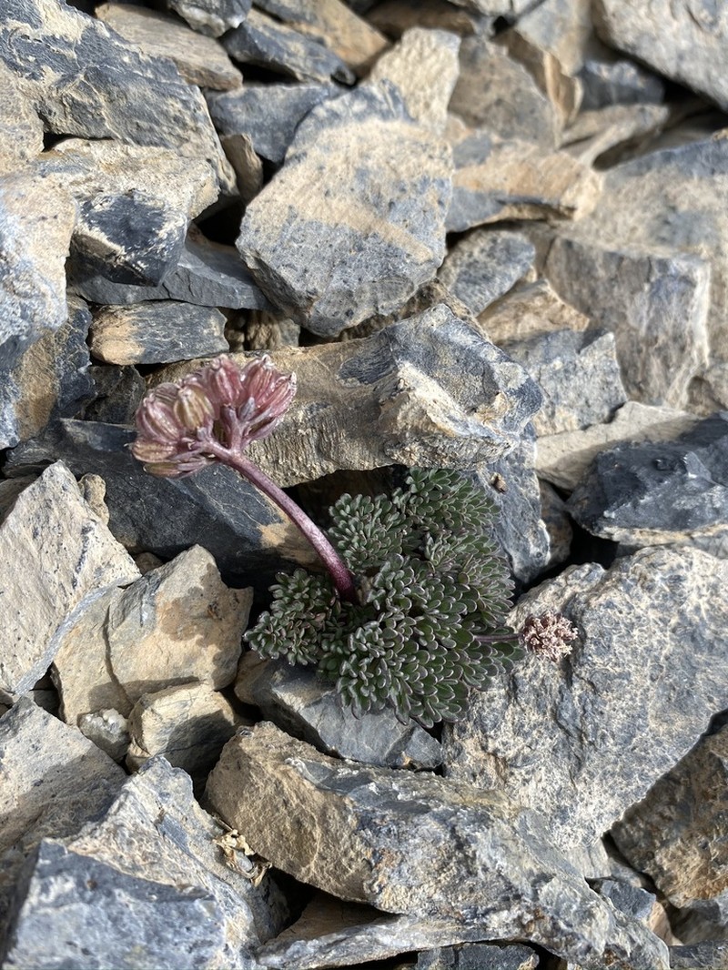 Toiyabe Springparsley