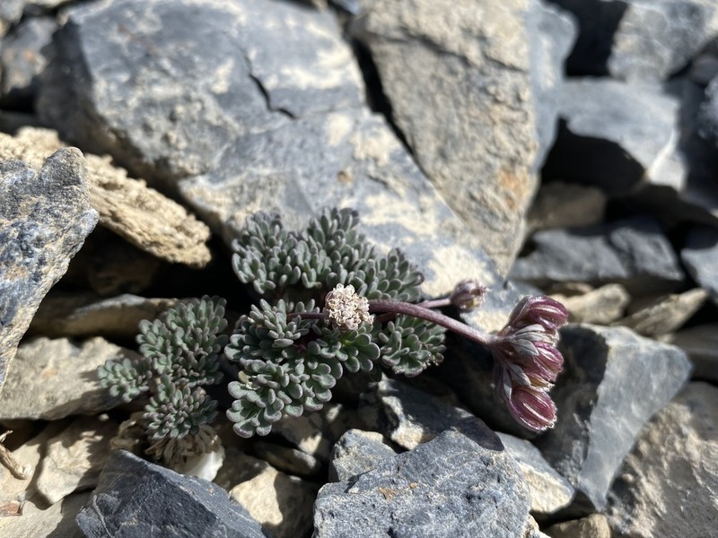 Toiyabe Springparsley photo 2