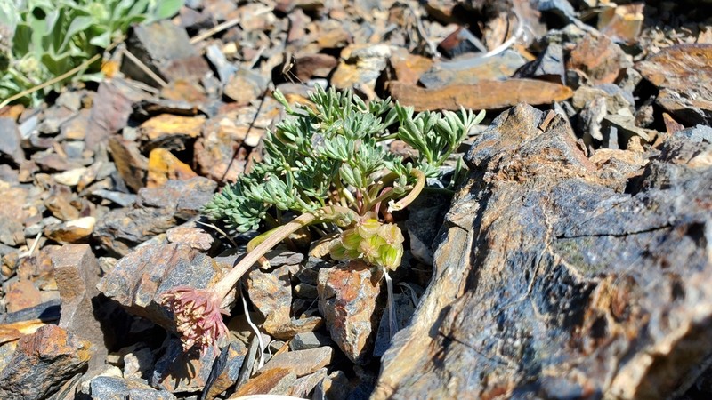 Toiyabe Springparsley photo 3