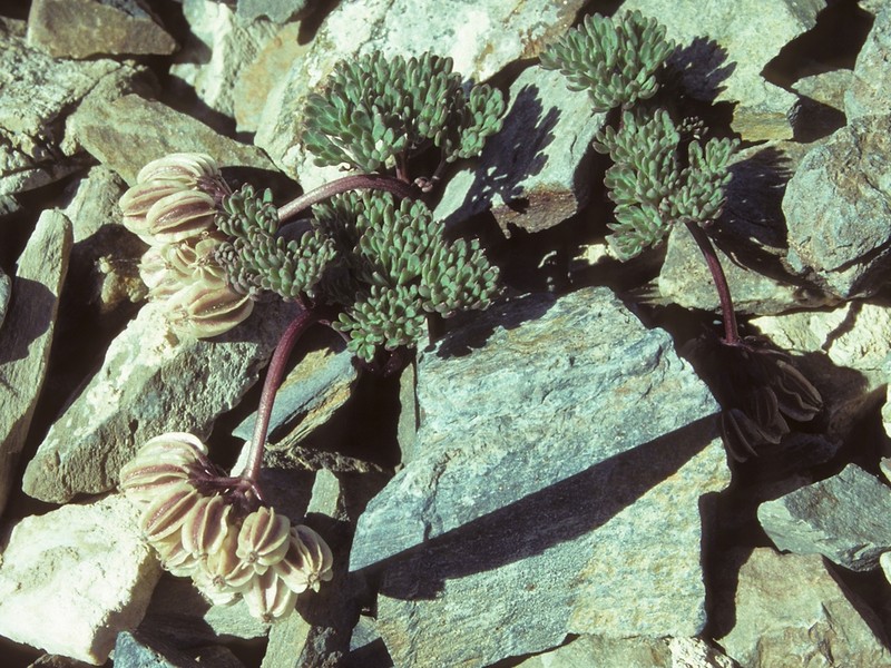 Toiyabe Springparsley photo 4