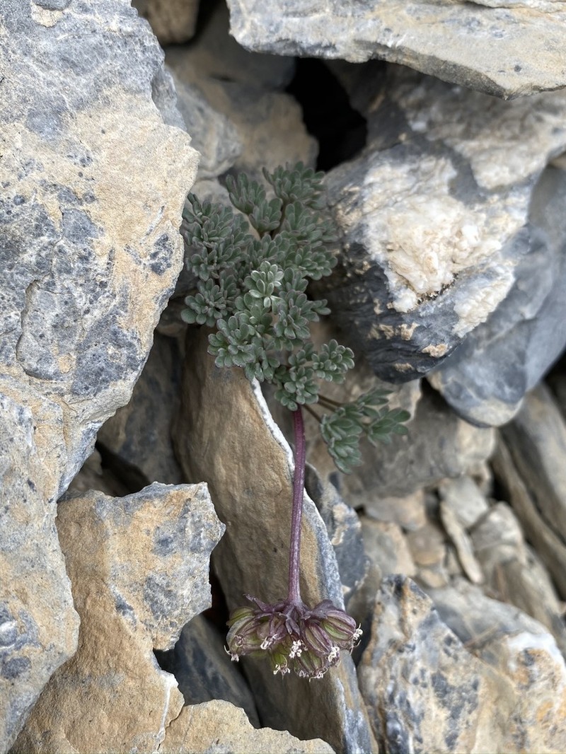 Toiyabe Springparsley photo 5
