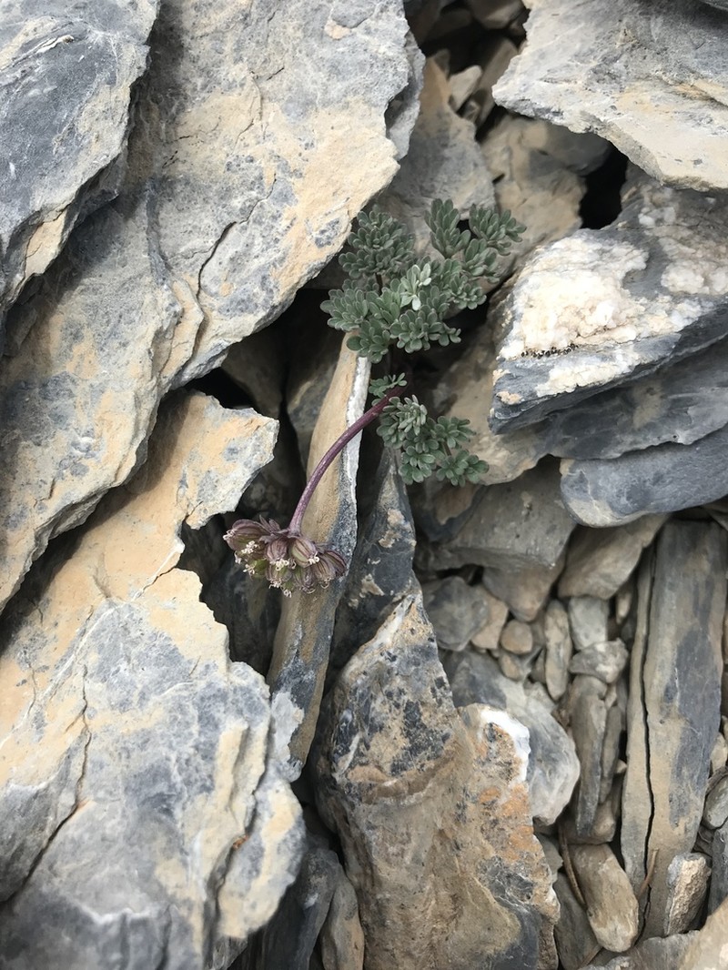 Toiyabe Springparsley photo 6